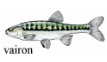 Vairon